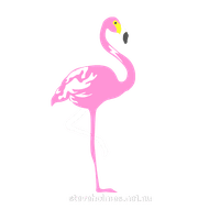 Flammingo